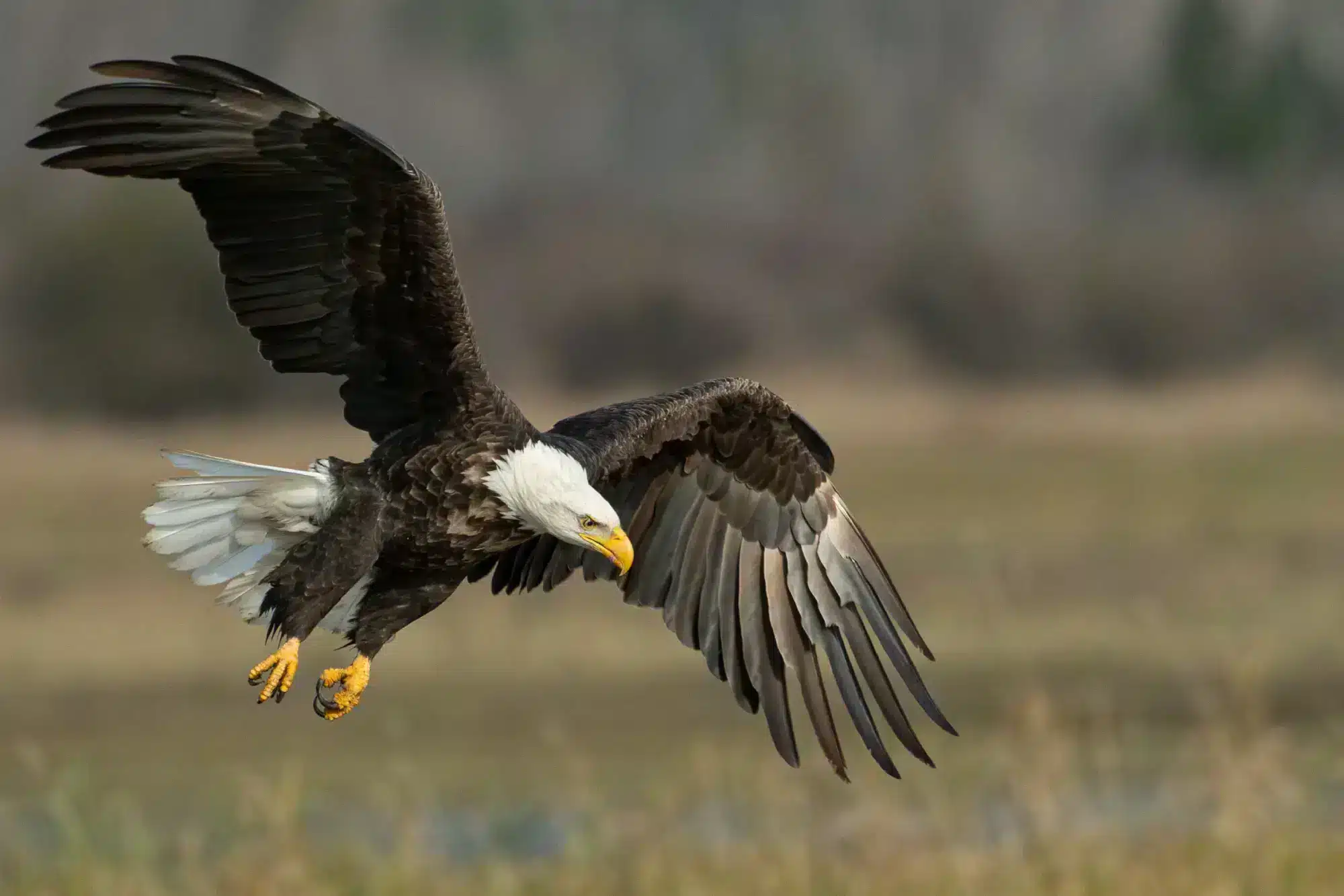 aigle en vol