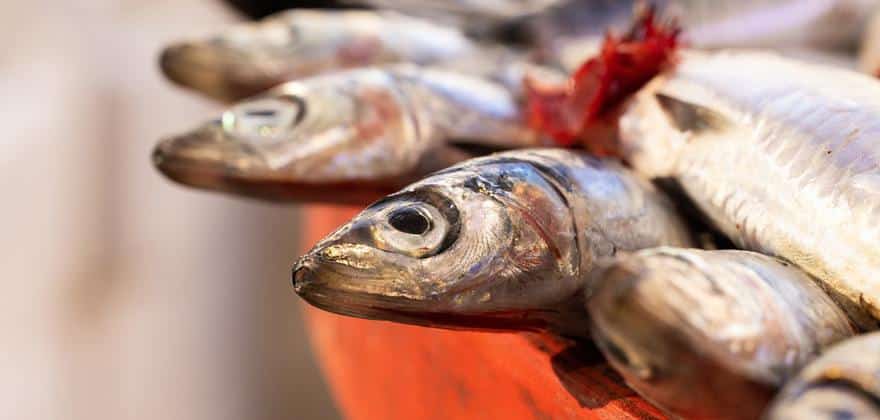 poisson sur une etlae de marche